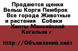 Продаются щенки Вельш Корги Пемброк  - Все города Животные и растения » Собаки   . Ханты-Мансийский,Когалым г.